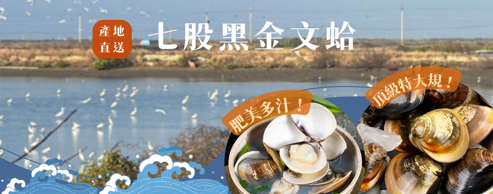 黑金文蛤