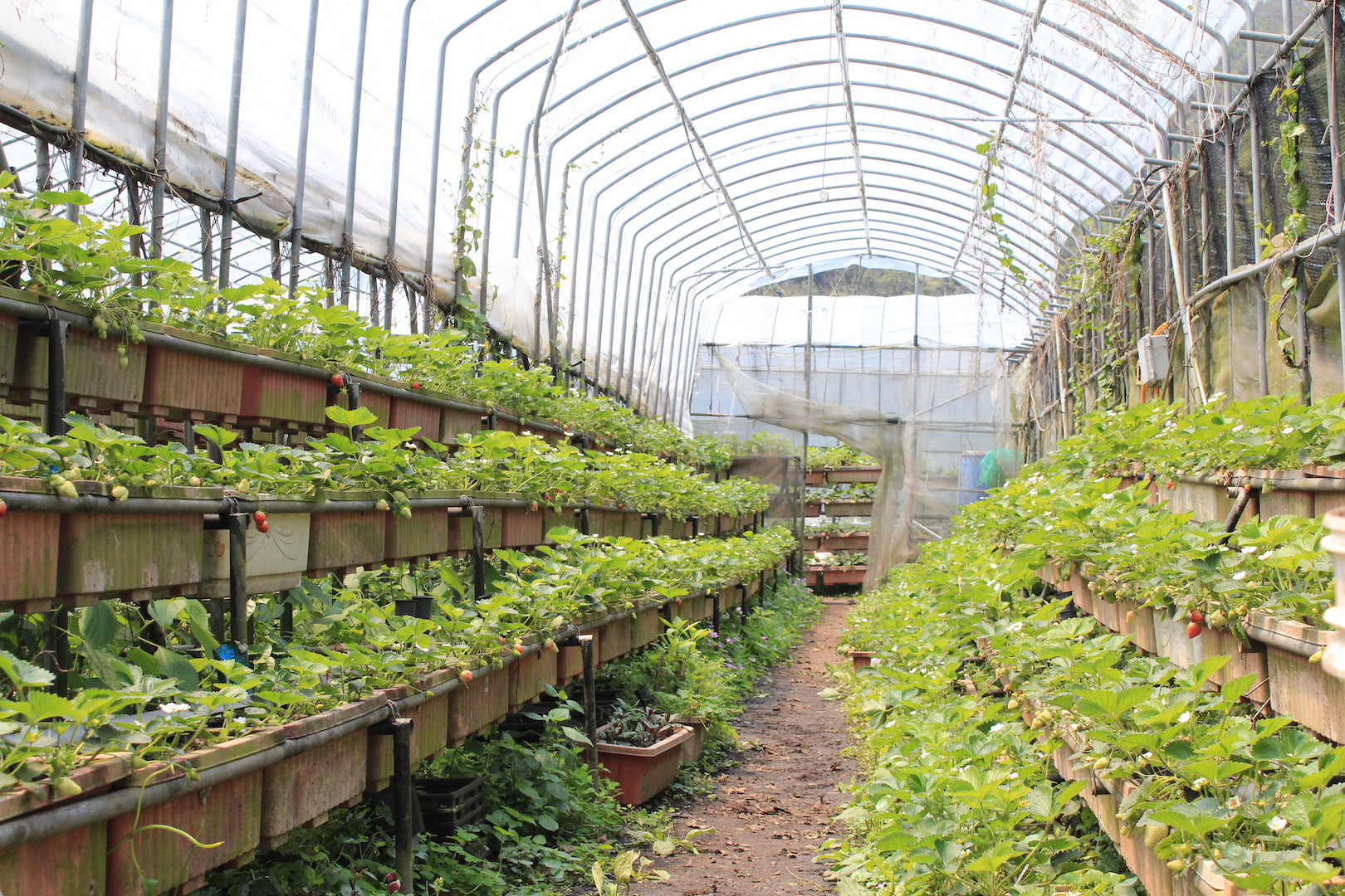 內湖馬丁野草花果有機農場