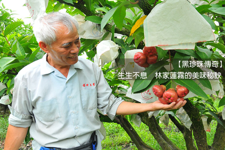 【黑珍珠傳奇】生生不息　林家蓮霧的美味秘訣