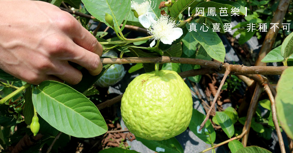 【阿鳳芭樂】真心喜愛　非種不可