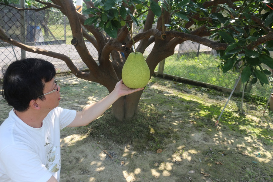 小埤里紅柚