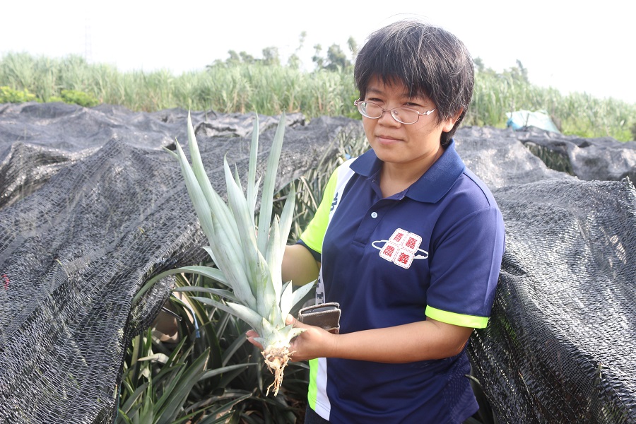 民雄鳳梨