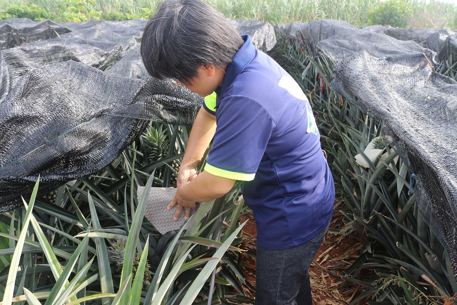 民雄鳳梨