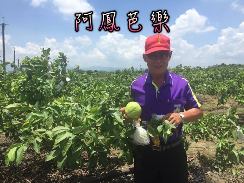 [台南-安溪寮]　阿鳳芭樂（轉載）