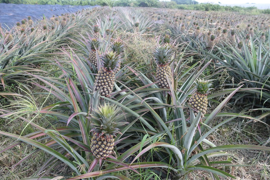 鳳梨挑選 鳳梨熟度 鳳梨頭尾