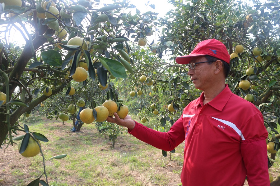 茂谷柳丁小王子