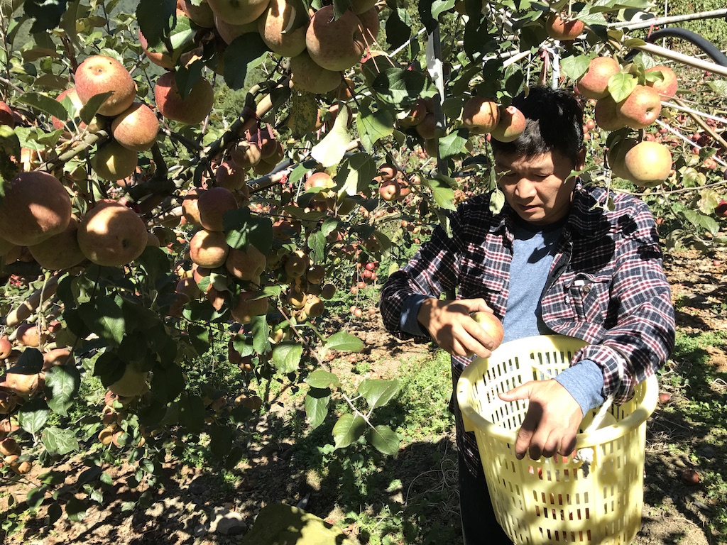 【高海拔的恩惠】碧綠農場