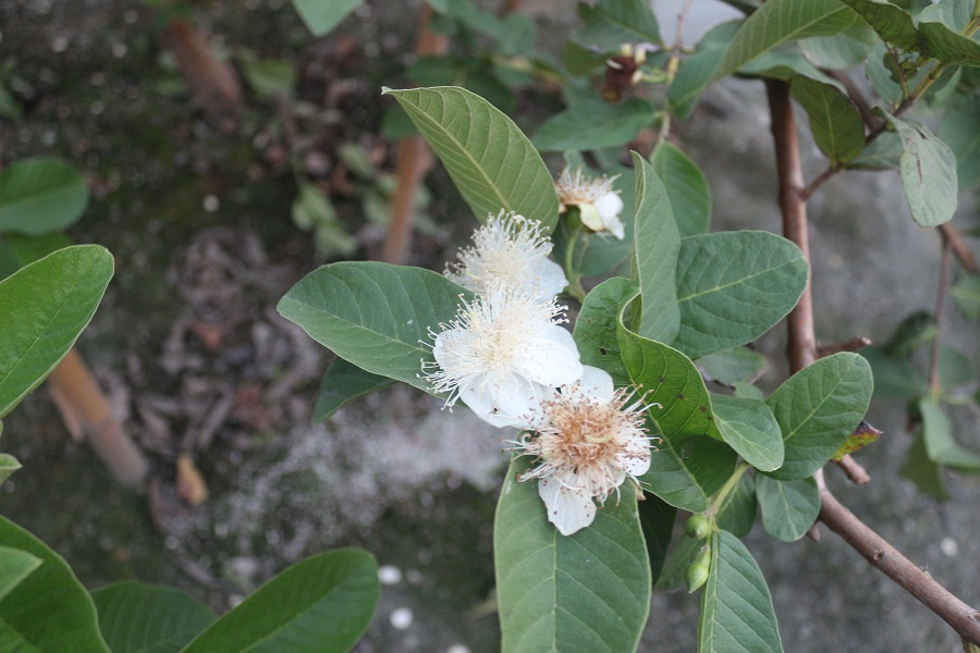 水森芭樂