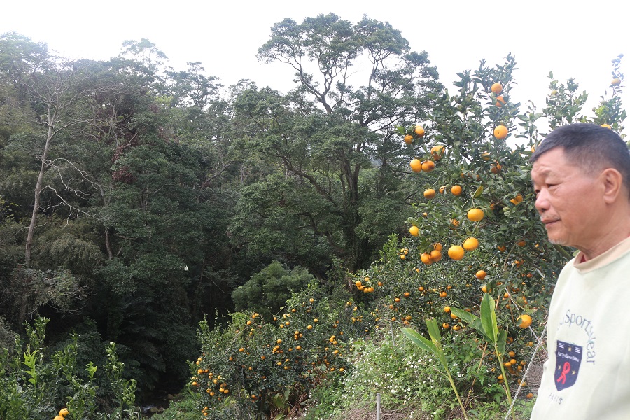 新社蜜柑園