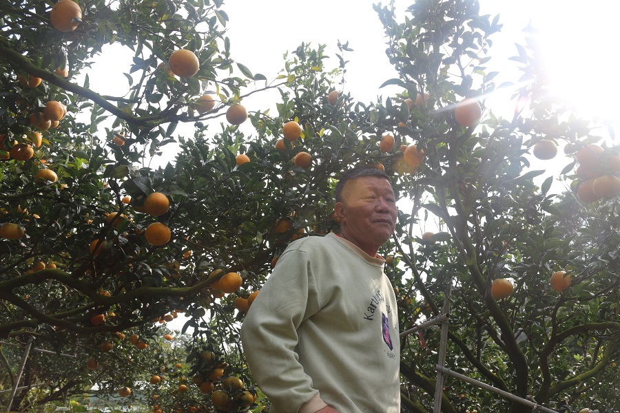 新社蜜柑園