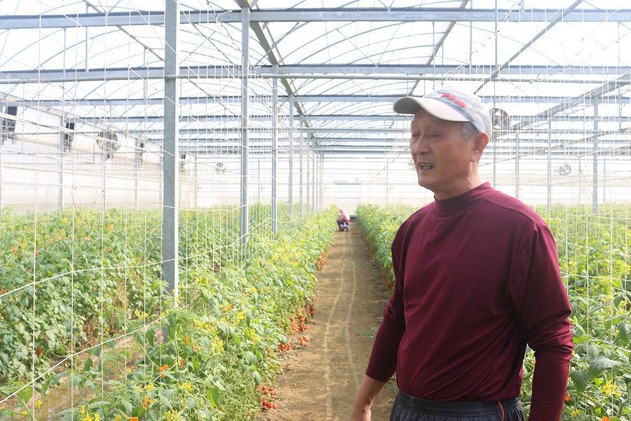 【工業管理人本考量】　陳家三兄弟玉女番茄園