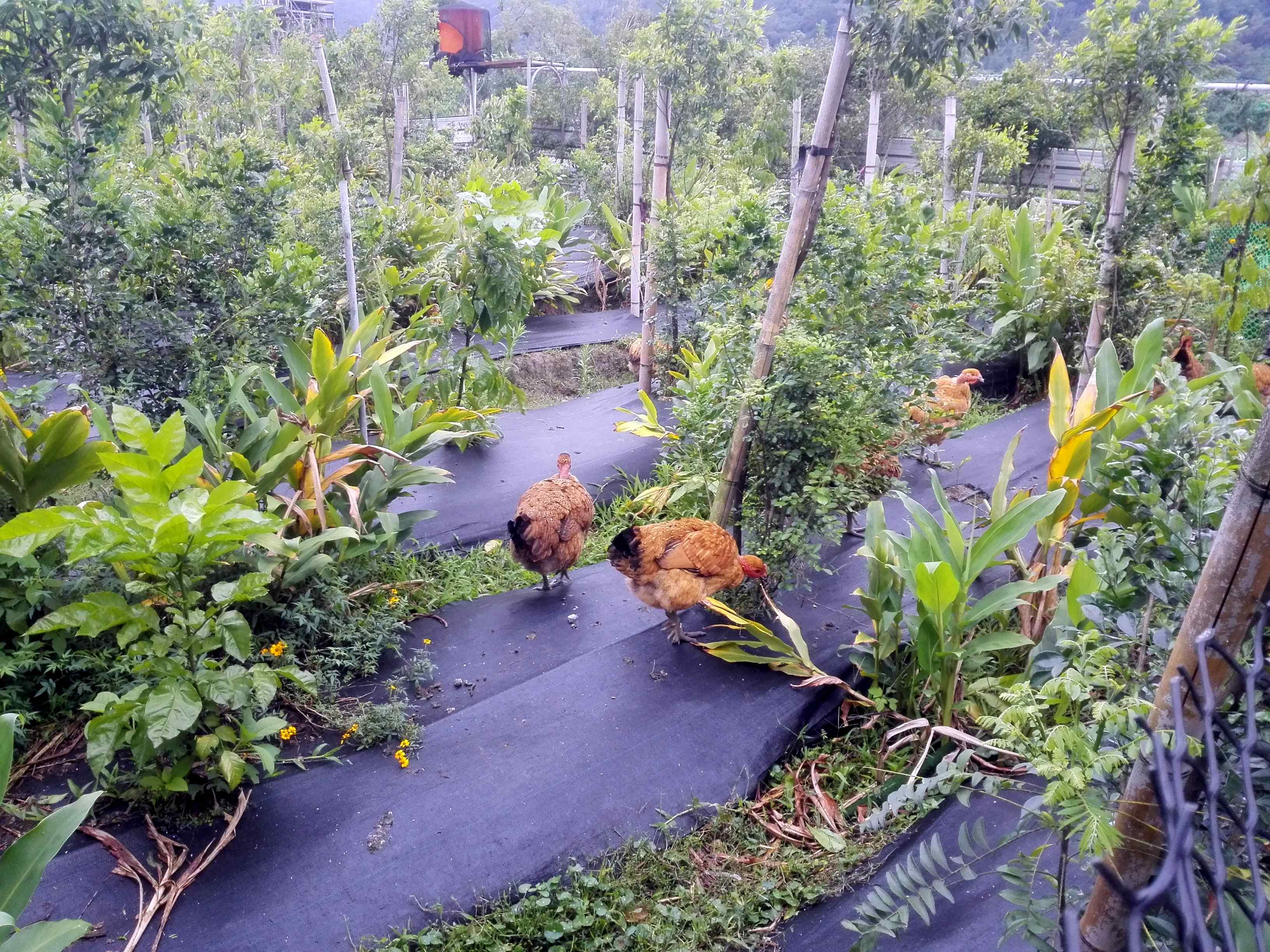 香草野園