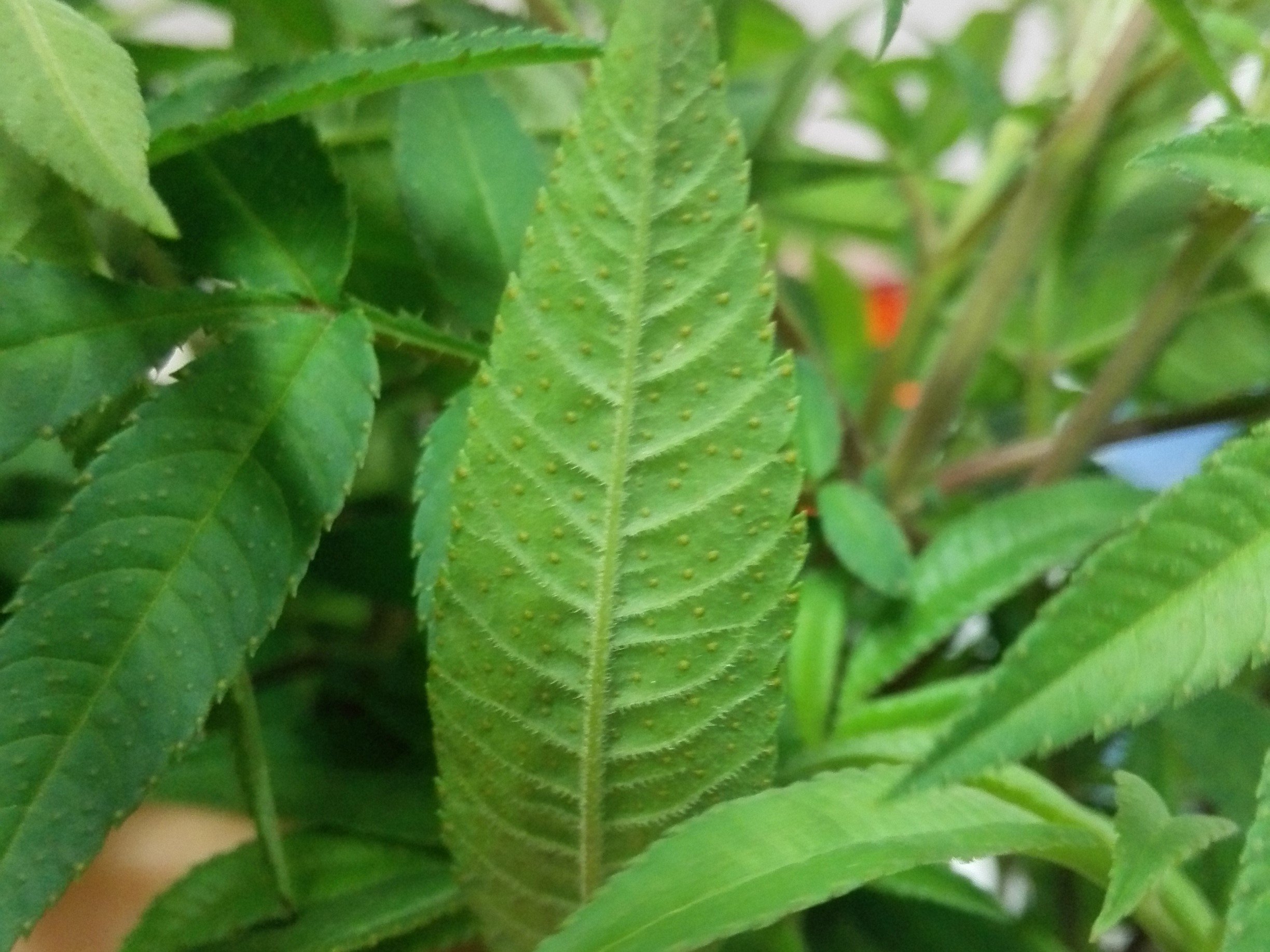 香草野園