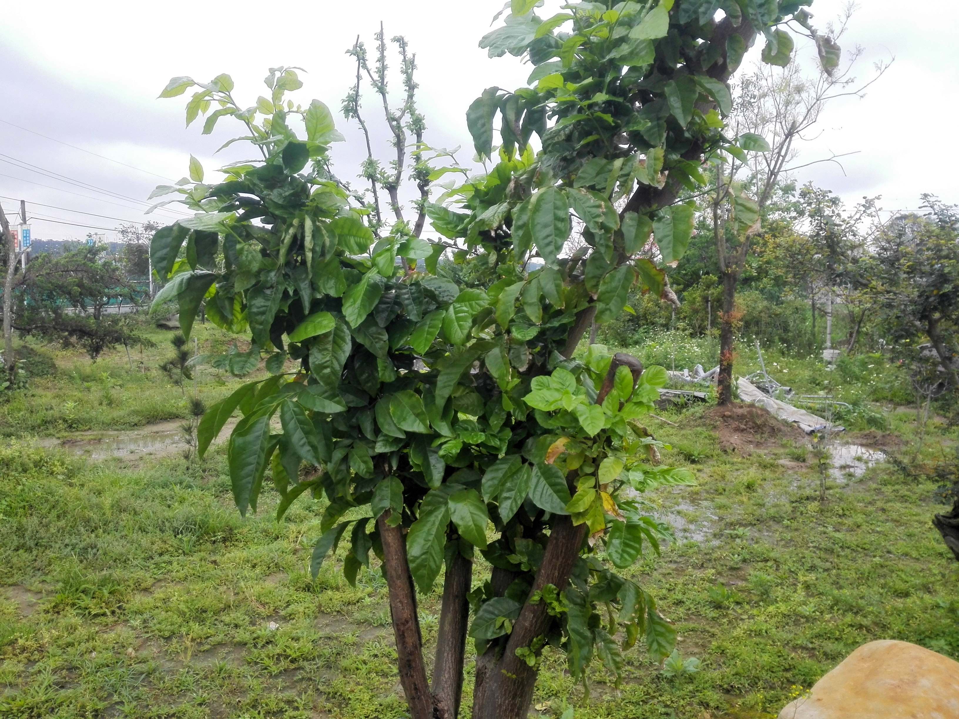 香草野園