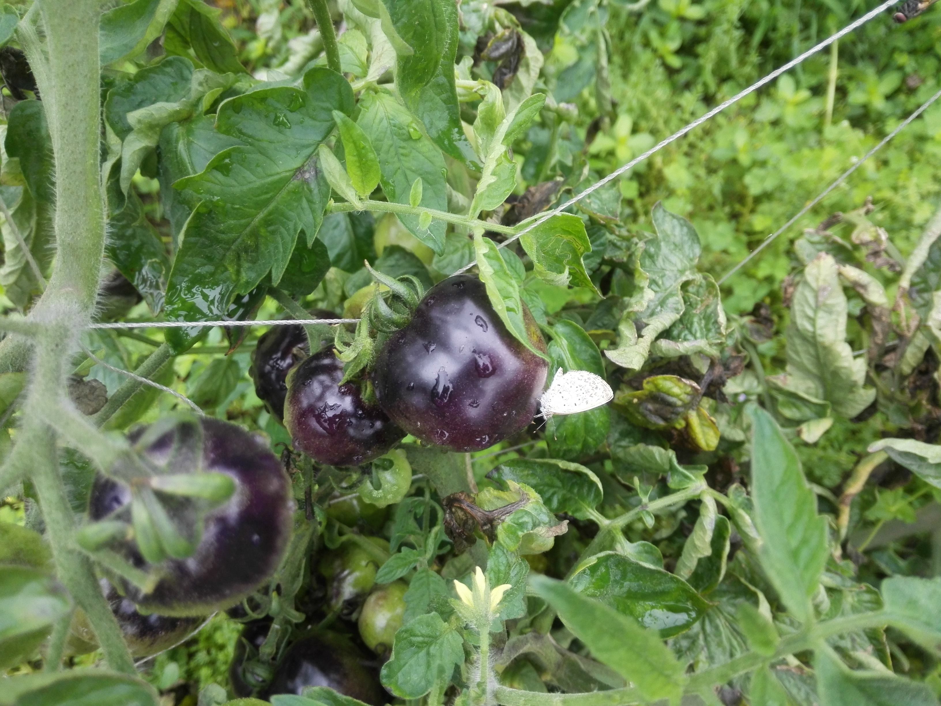 香草野園