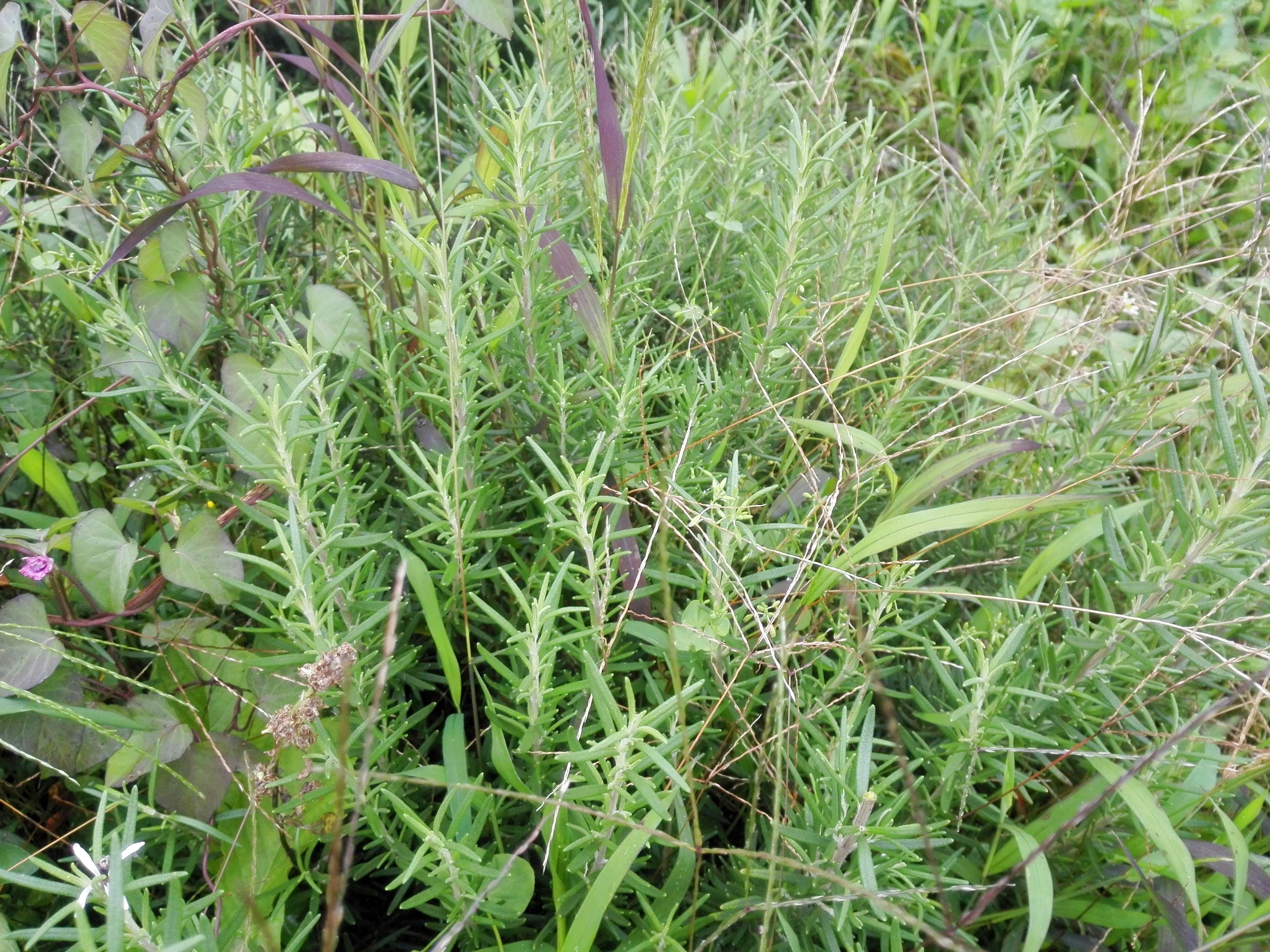 香草野園