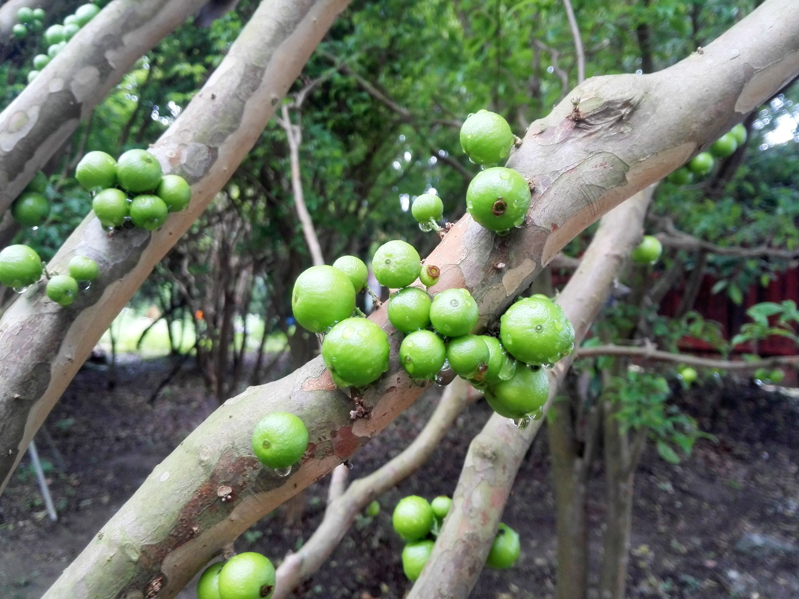 香草野園