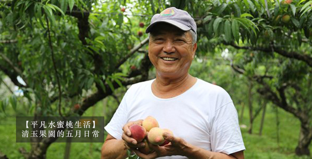 ​【平凡甜蜜桃生活】清玉果園的五月日常