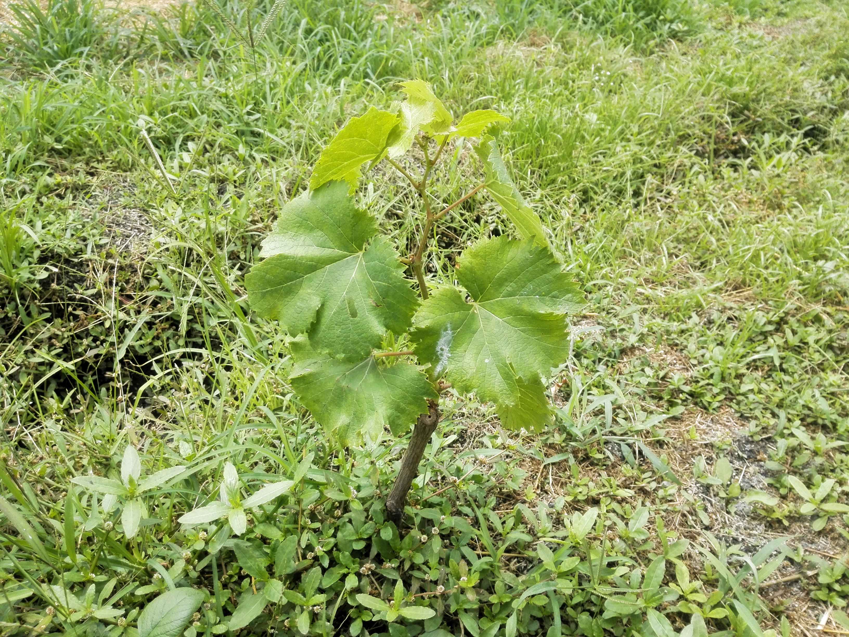 膨鼠愛葡萄