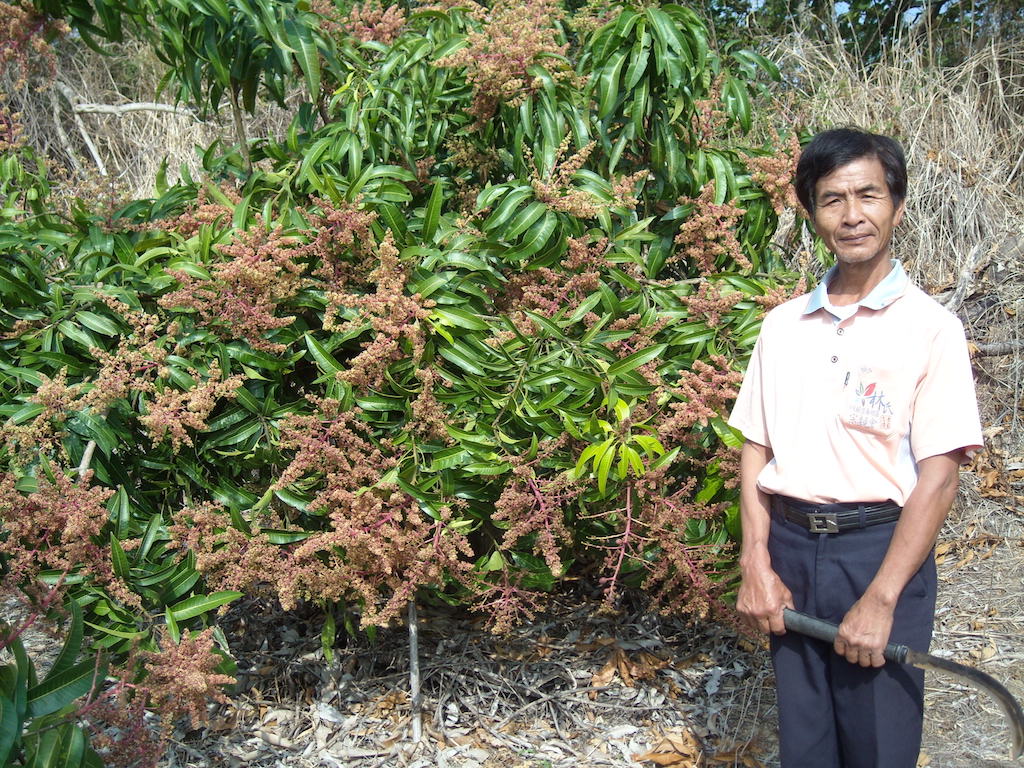 村長的芒果