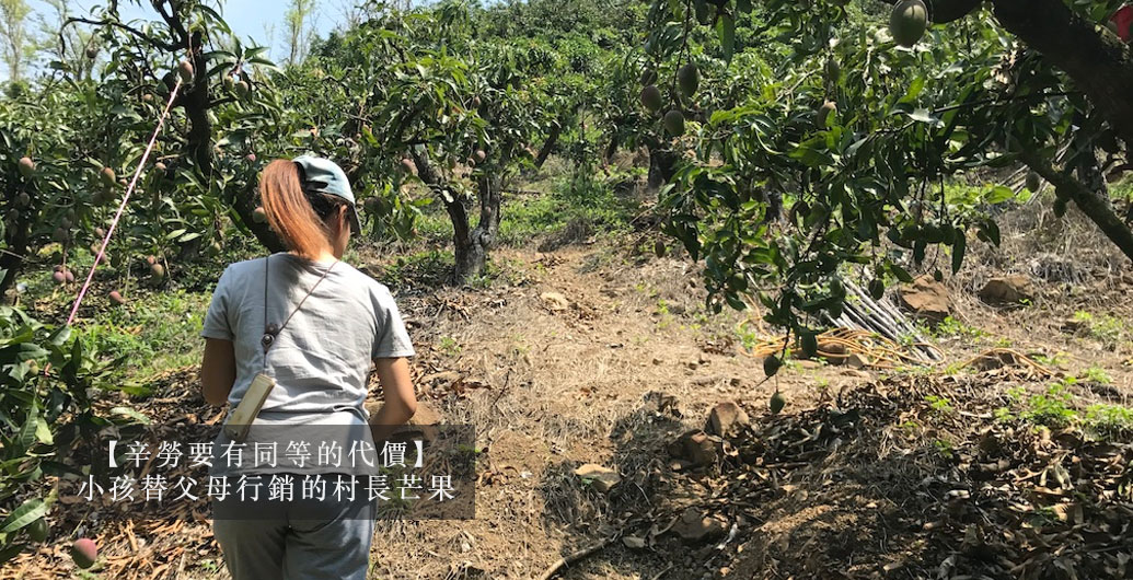 【辛勞要有同等的代價】小孩替父母行銷的村長芒果