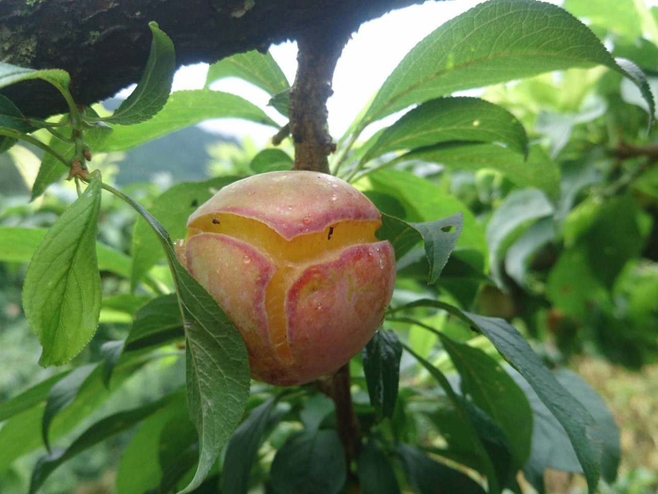 雲逸農場