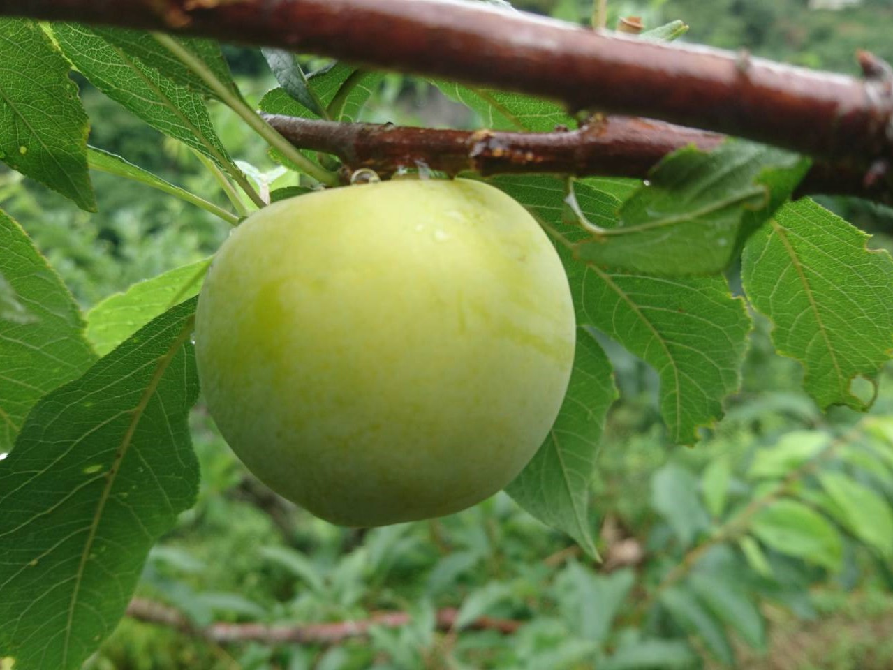 雲逸農場