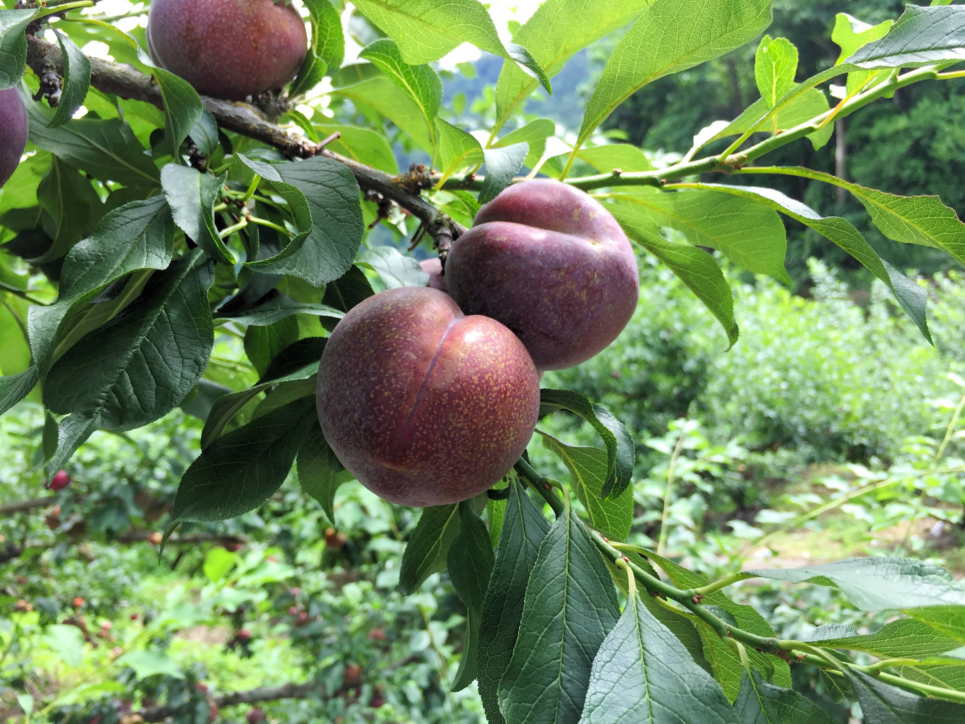 雲逸農場