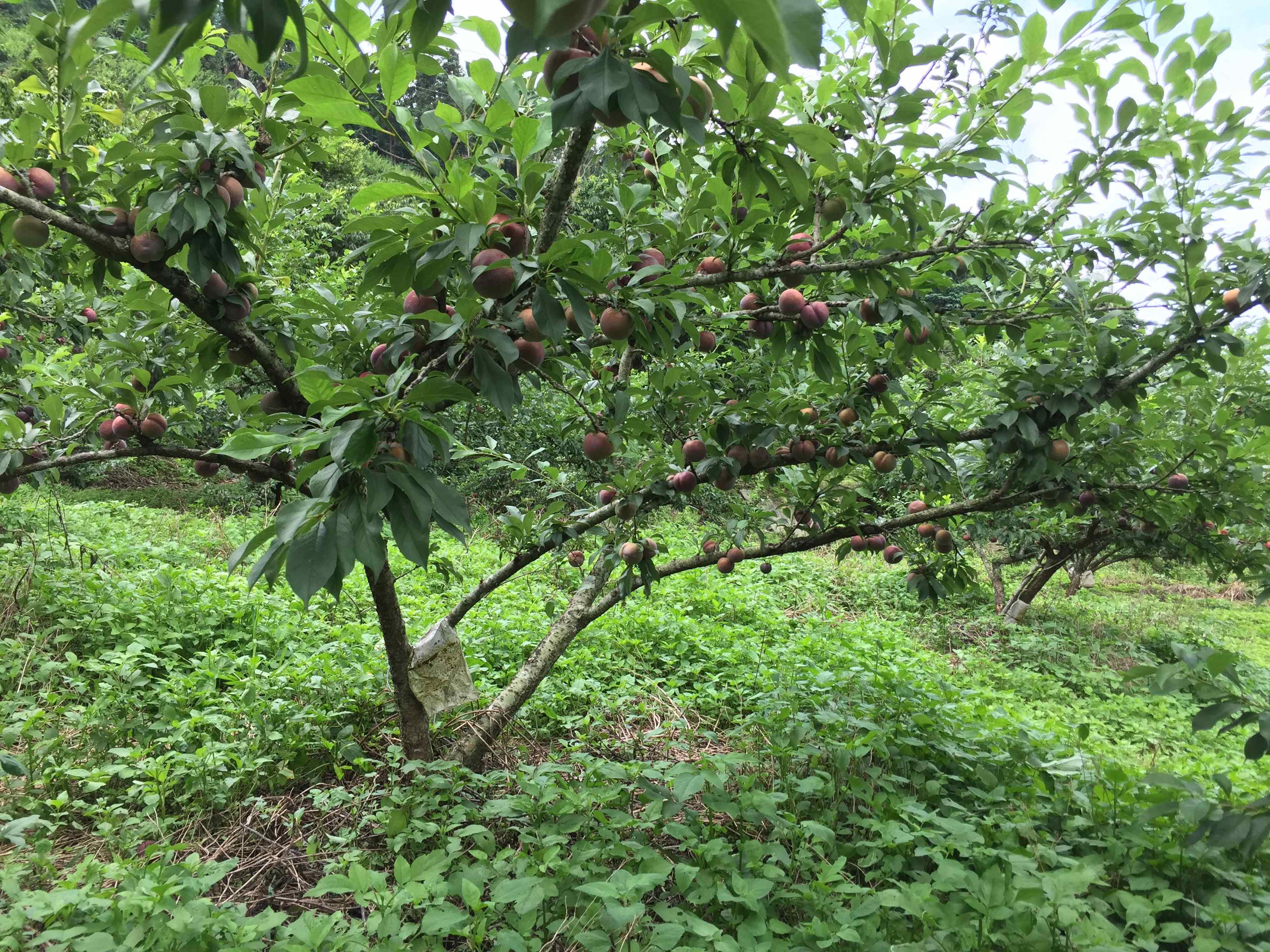 雲逸農場