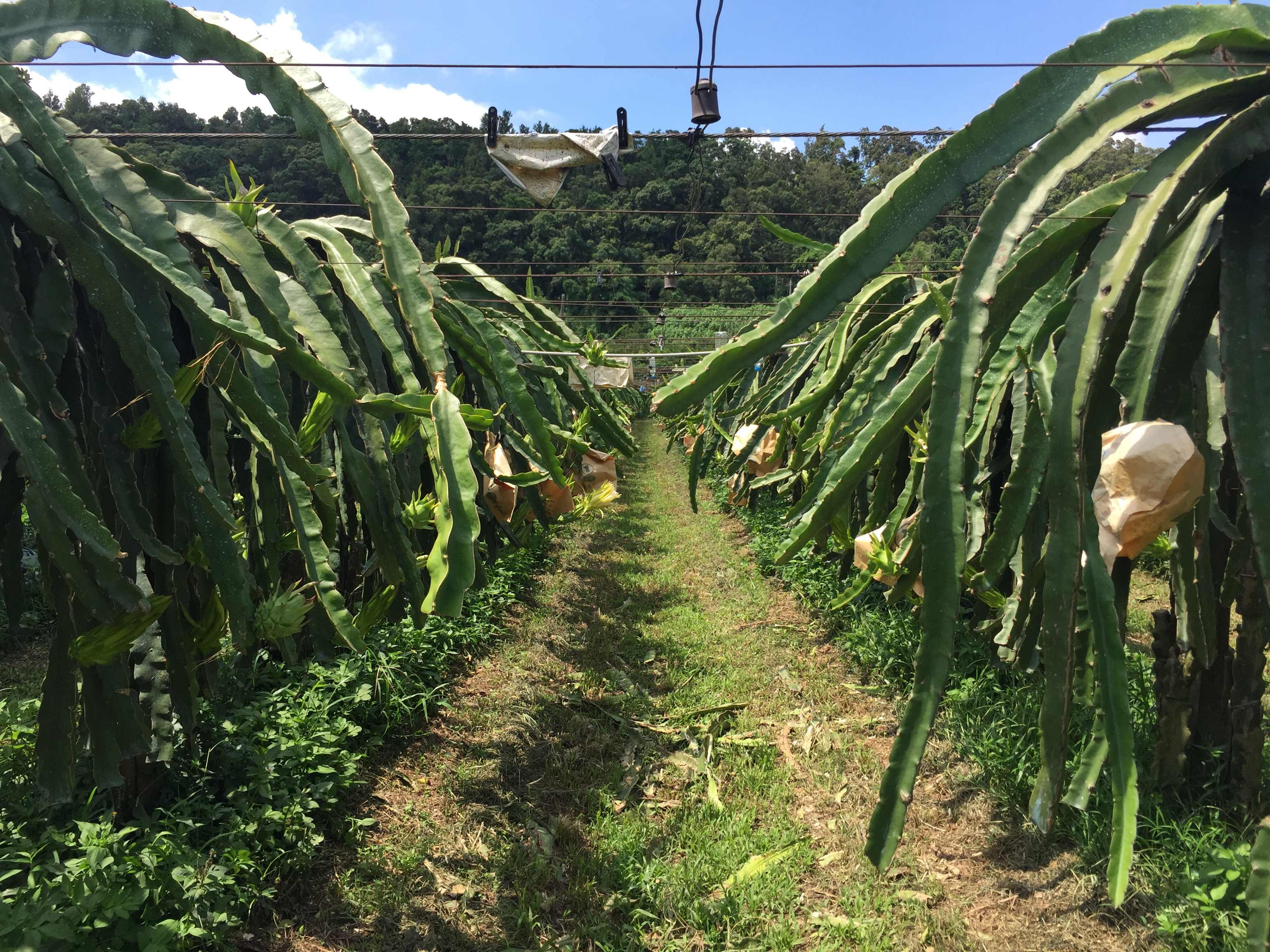 佛家莊火龍果園