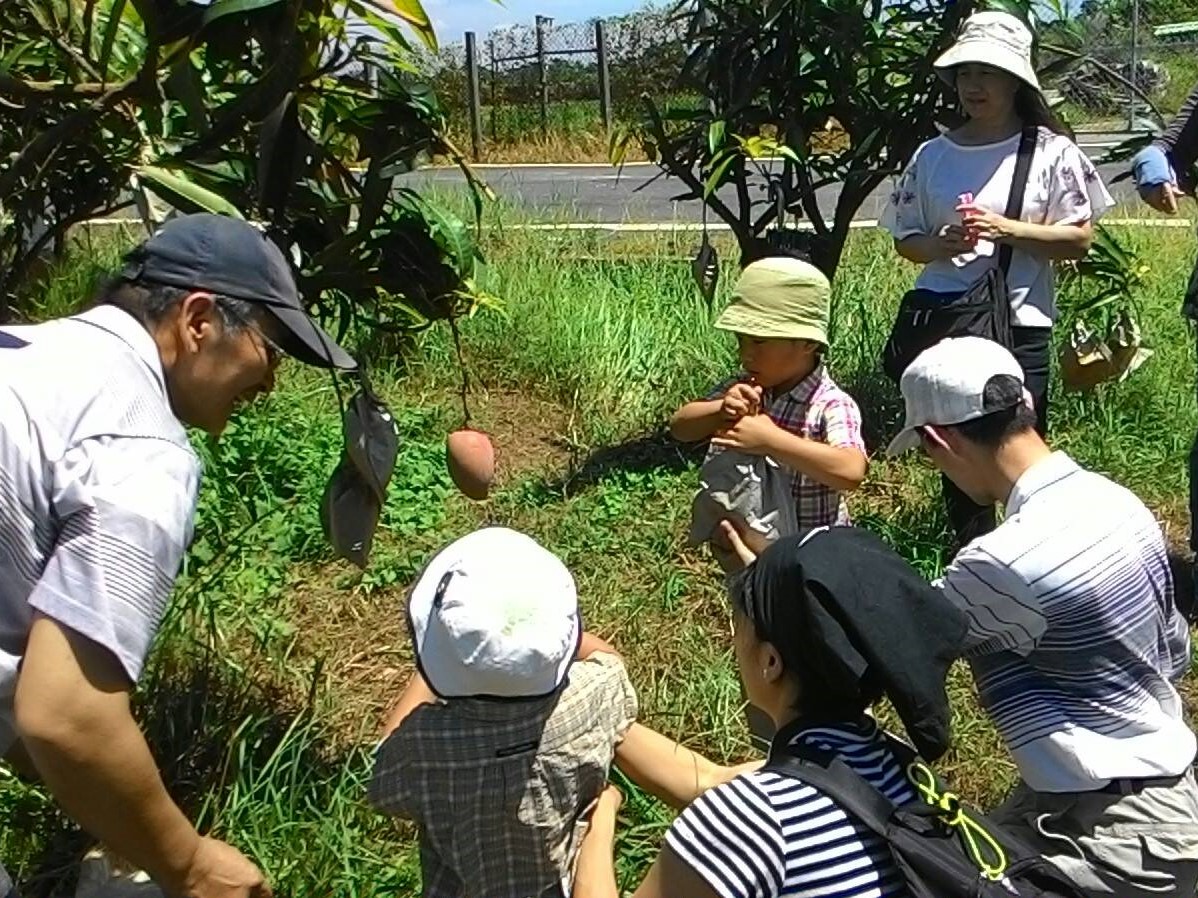 徐貴妃芒果園