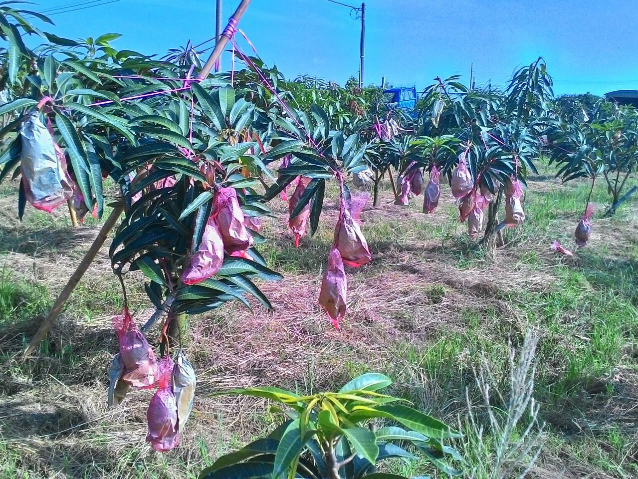 徐貴妃芒果園