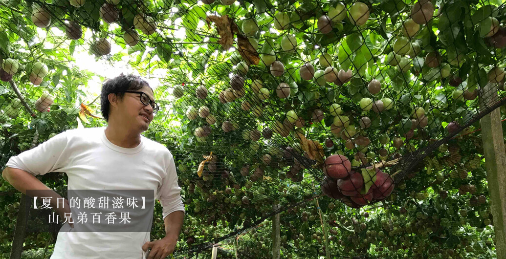 【夏日的酸甜滋味】山兄弟百香果