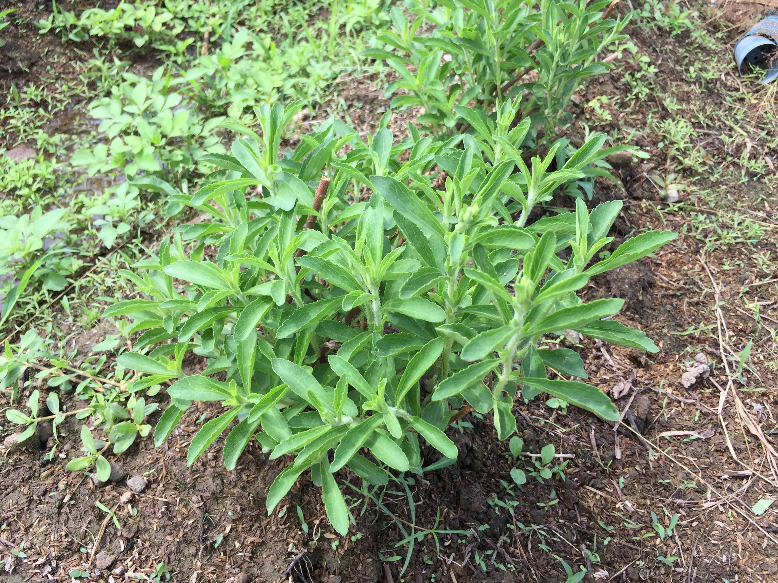 庭少香草園