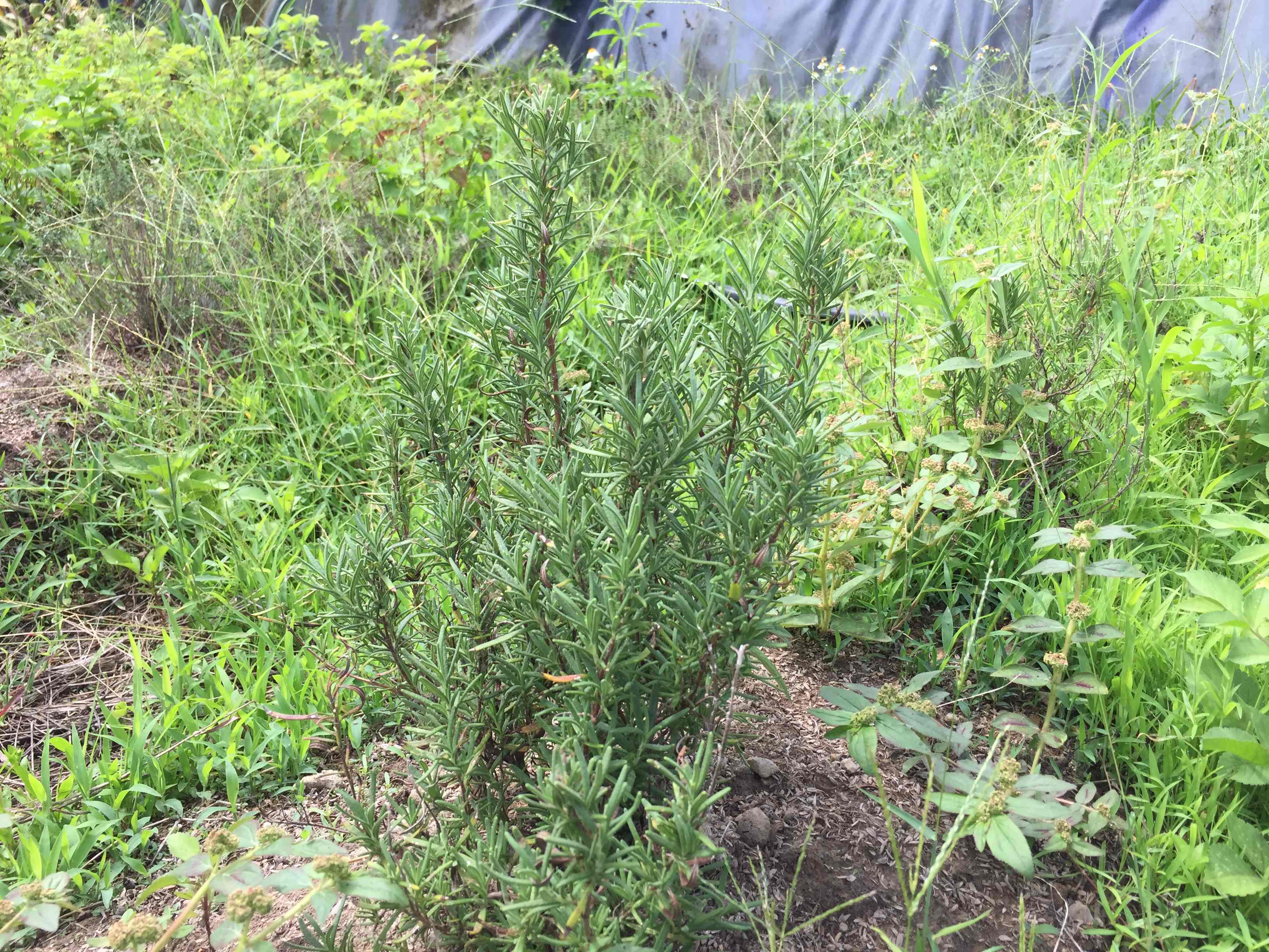 庭少香草園