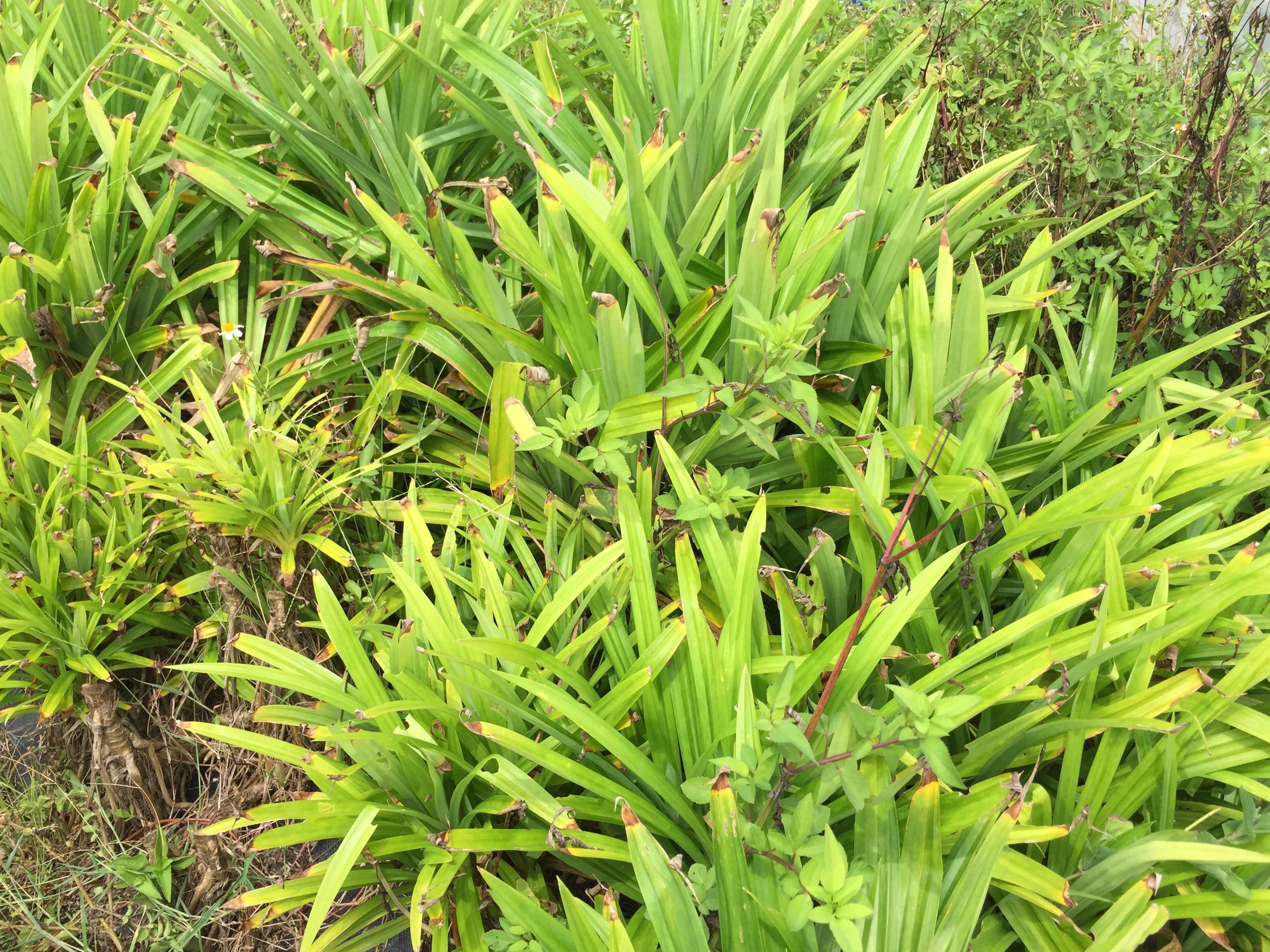 庭少香草園