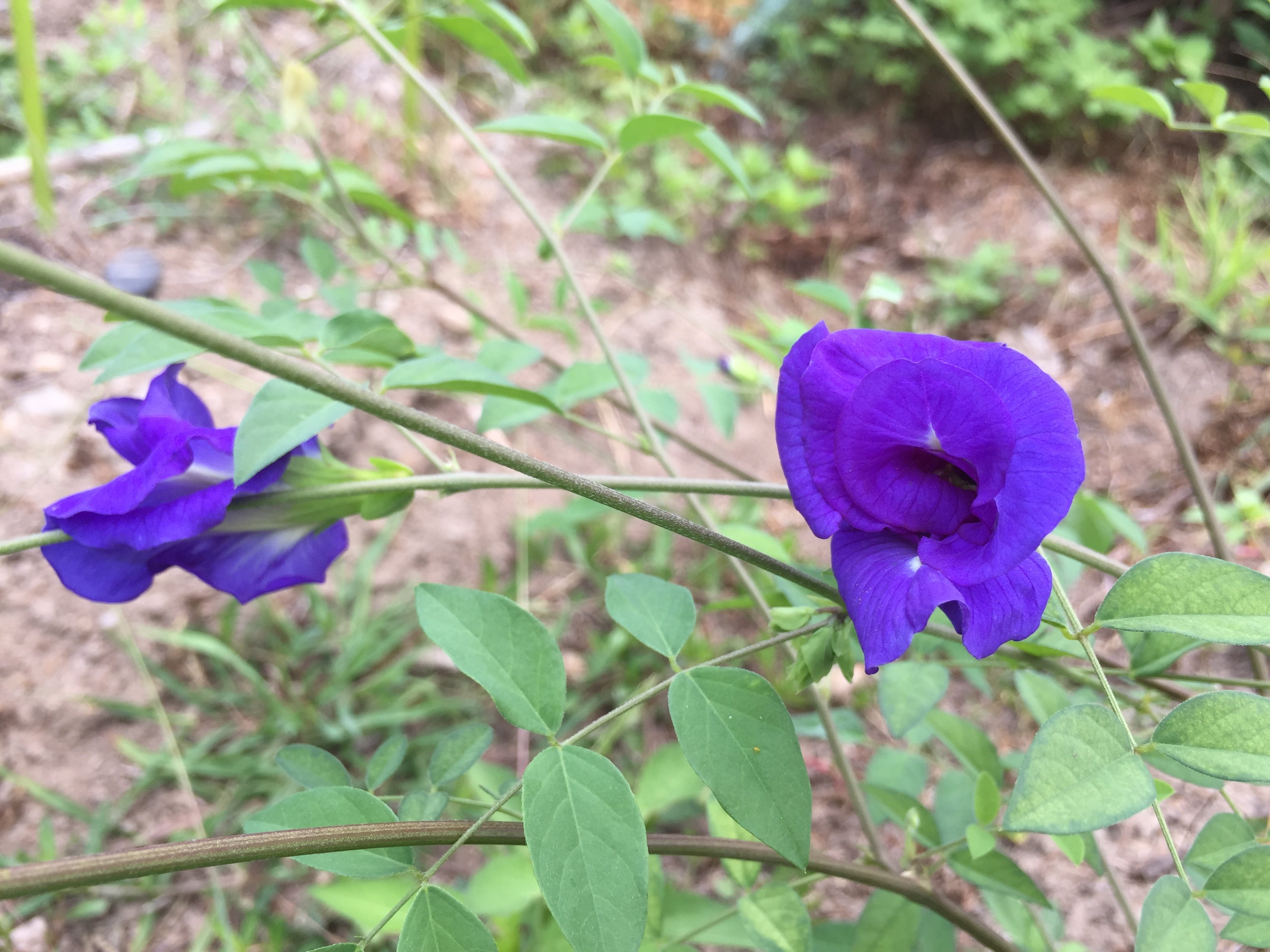 庭少香草園