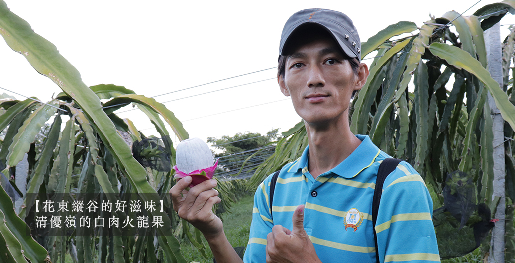 【花東縱谷的好滋味】清優嶺的白肉火龍果