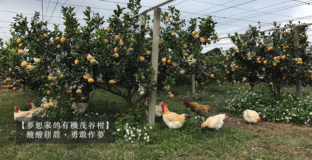 【夢想家有機茂谷柑】酸酸甜甜，勇敢作夢