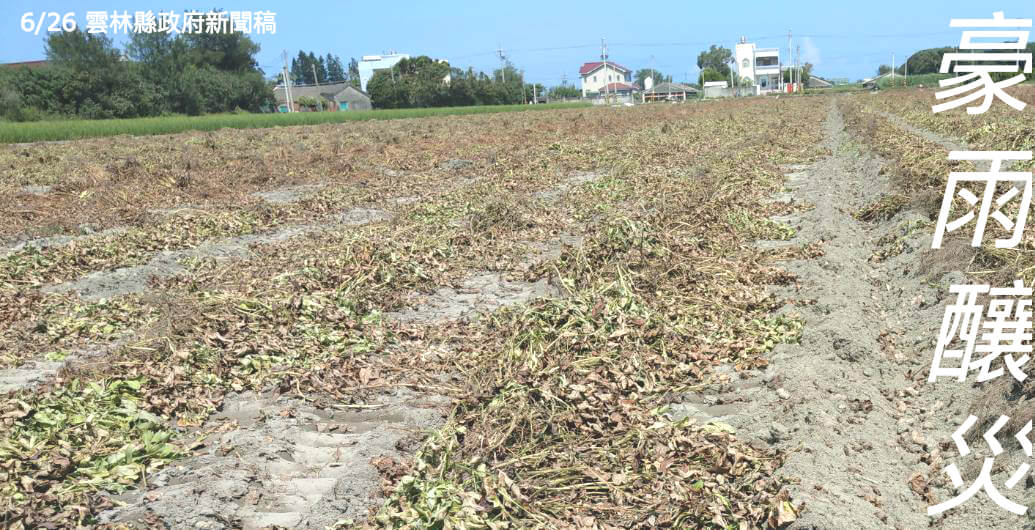 豪雨釀災　花生農損申請難