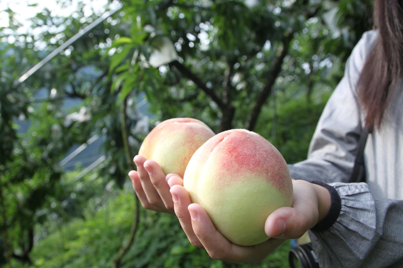 水蜜桃職人系列｜「泰崗部落恩賜農場」來自上天恩賜的水蜜桃