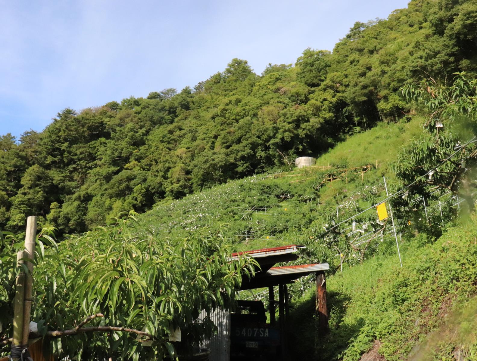 水蜜桃職人系列｜「泰崗部落恩賜農場」來自上天恩賜的水蜜桃