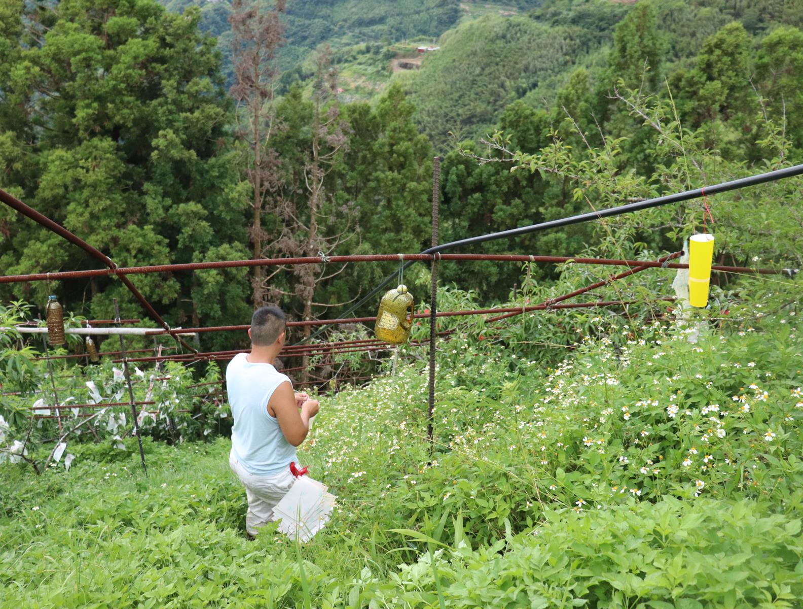 水蜜桃職人系列｜「拉拉山馬洢娜蜜桃園」的堅持水蜜桃無毒之路