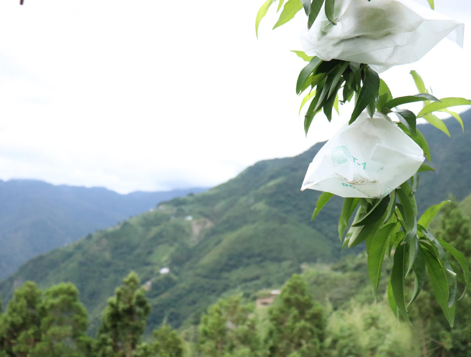 水蜜桃職人系列｜「拉拉山馬洢娜蜜桃園」的堅持水蜜桃無毒之路