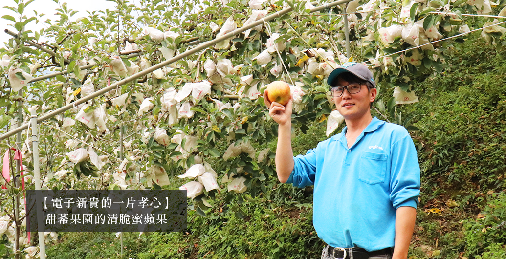 【電子新貴的一片孝心】甜莃果園的清脆蜜蘋果