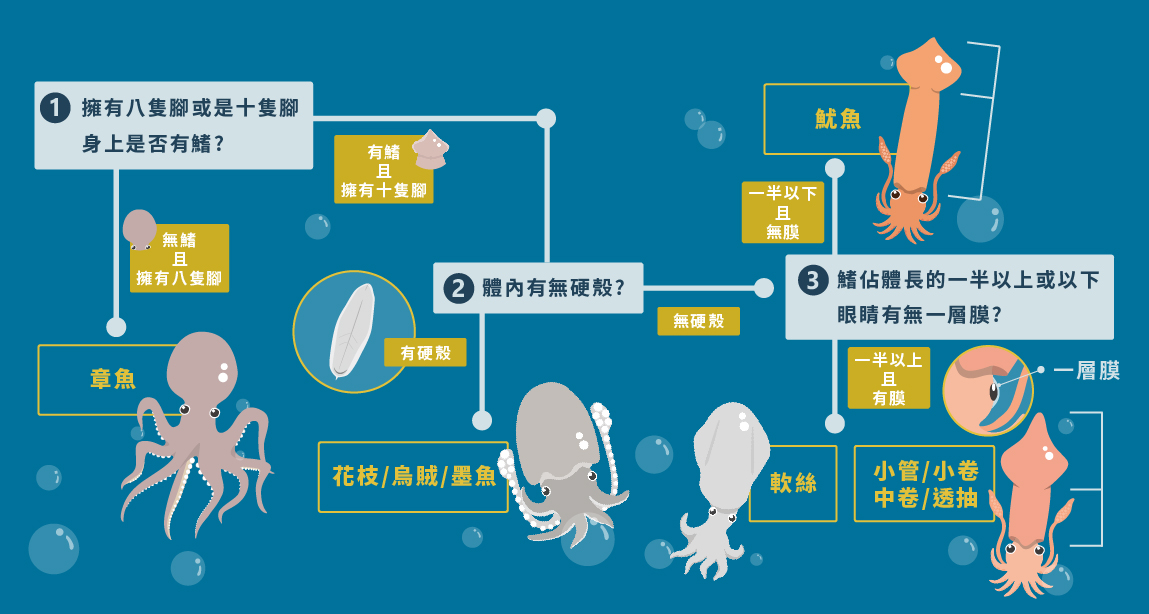 「魷魚、小卷、透抽、花枝」到底怎麼分