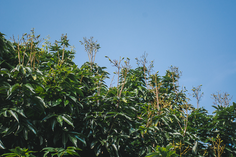 無毒農 荔枝 玉荷包 楠西早 艷麗荔枝 不用藥 無毒 安心 健康 艷荔 知果堂 黑葉荔枝 有機