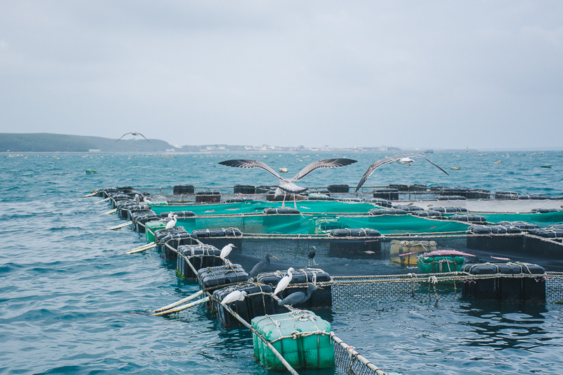 無毒農 博海水產 箱網 養殖 澎湖 竹灣 安心 健康 海鮮 西嶼 漁業