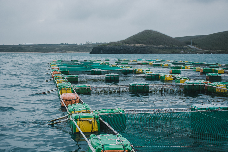 無毒農 博海水產 箱網 養殖 澎湖 竹灣 安心 健康 海鮮 西嶼 漁業