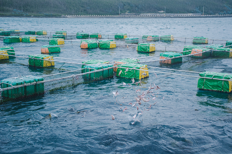 無毒農 博海水產 箱網 養殖 澎湖 竹灣 安心 健康 海鮮 西嶼 漁業